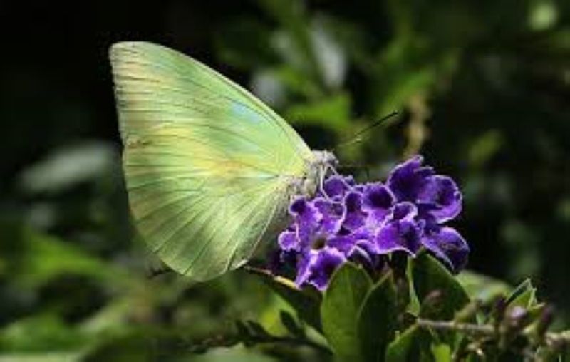The Lemon Emigrant migration was most likely spurred by the early rains - photo Jungle Dragon