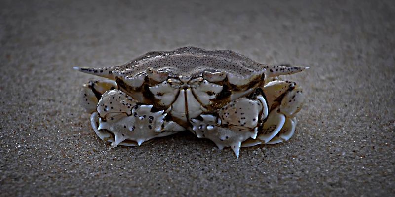Learn how to get an original shot, like ‘Crab’ taken by Lyn Minchell, awarded AB Grade Honour