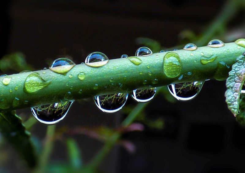 Cathy Reed’s ‘Raindrops’ gained an A Grade Highly Commended award at our Camera Club, who share some tips so you don’t delete