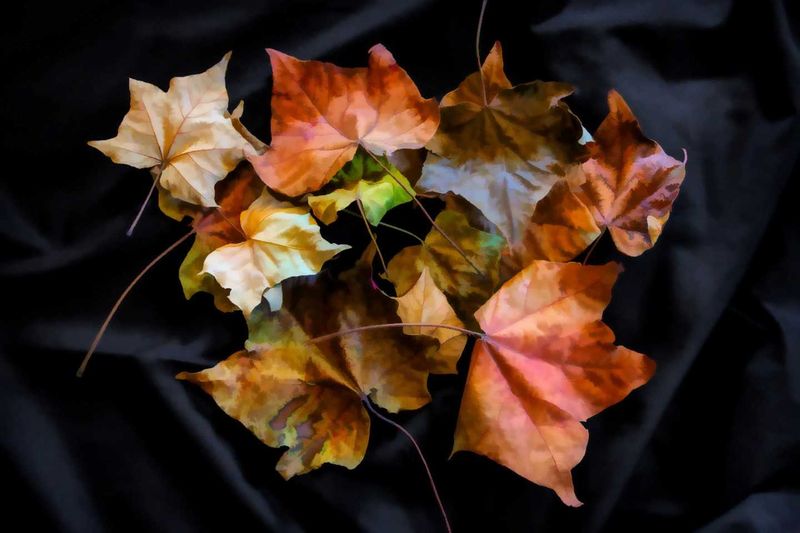 Camera Club - Leaves Still Life, Topaz Finger Painting Filter, photo: Julie Hartwig