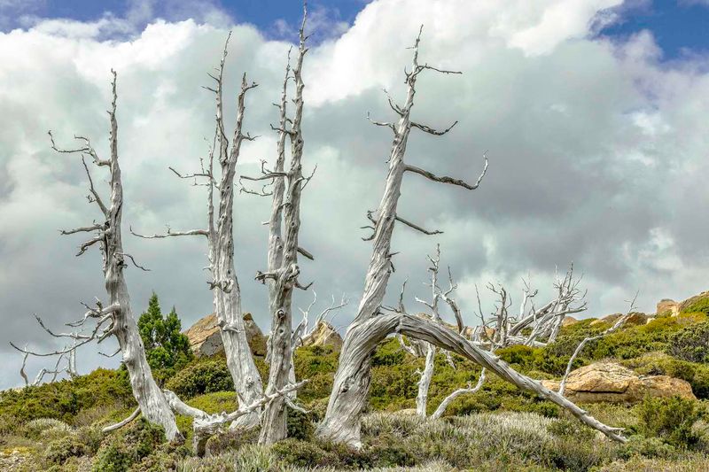 Paivi Lobigs - Still Standing - May 2019 - Trees AB Grade Highly Commended