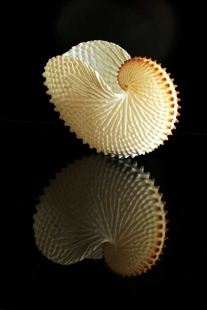 Frank Posch's Nautilus won an AB Grade Honour - the camera lens must have been very clean for this shot