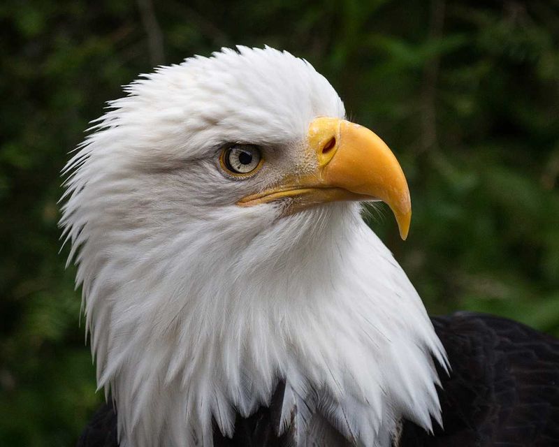 Ron Johnson's Bald Eagle won Highly Commended in A Grade