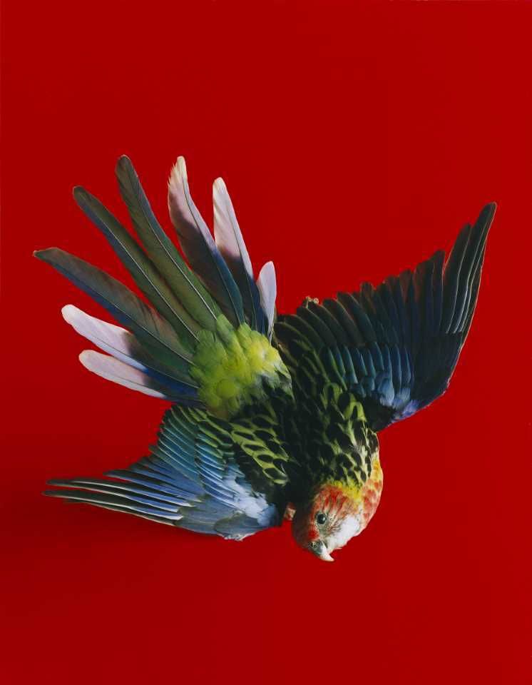 SHAHBAZI, Shirana [Voegel 08 2009] from 'Flowers, fruits &amp; portraits' series 2009 Type C photograph on aluminium, ed. 3/5