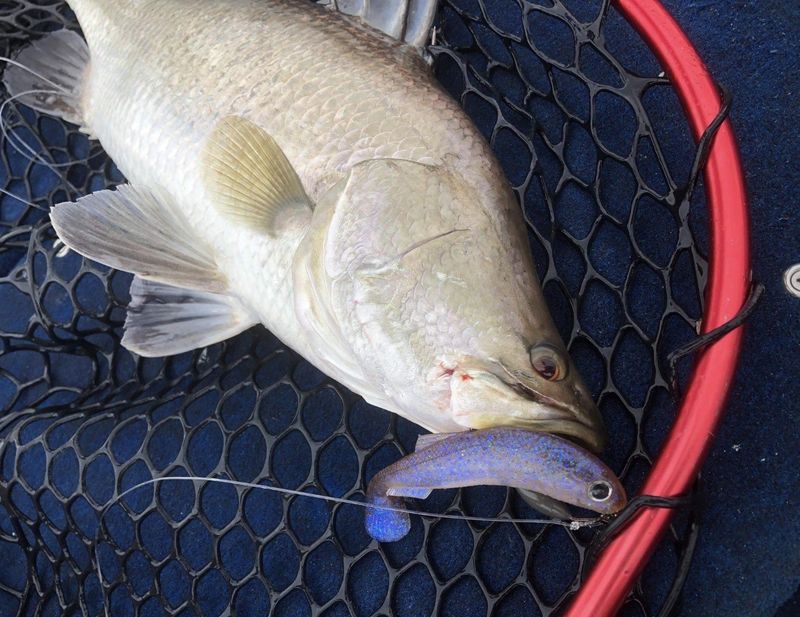 Pick the right lure for the right conditions and the right fish - Barra caught using a Molix 4.5” RT Shad Lure