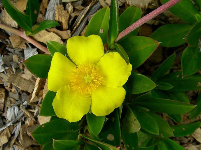 City Farm 1: Hibbertia scandens (Climbing Guinea Flower) is a vigorous, trailing or climbing plant that grows well in coastal