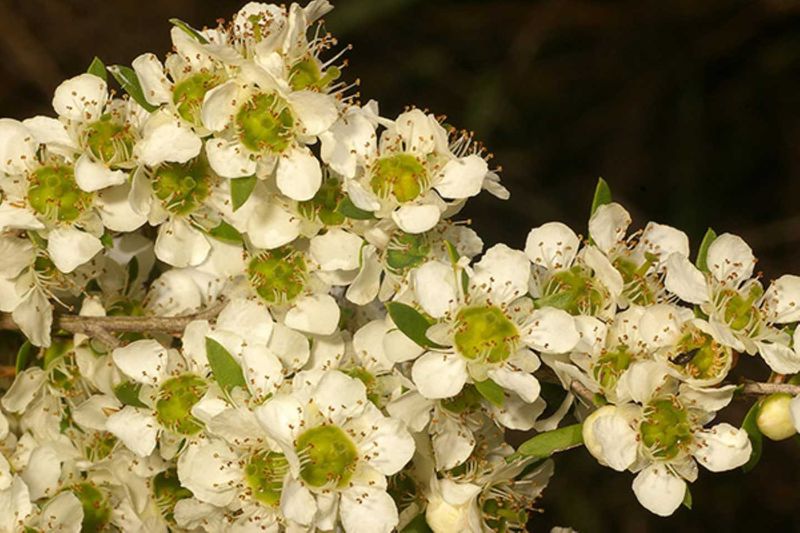Leptospermum Polygalifolium is the City Farm flower of the month