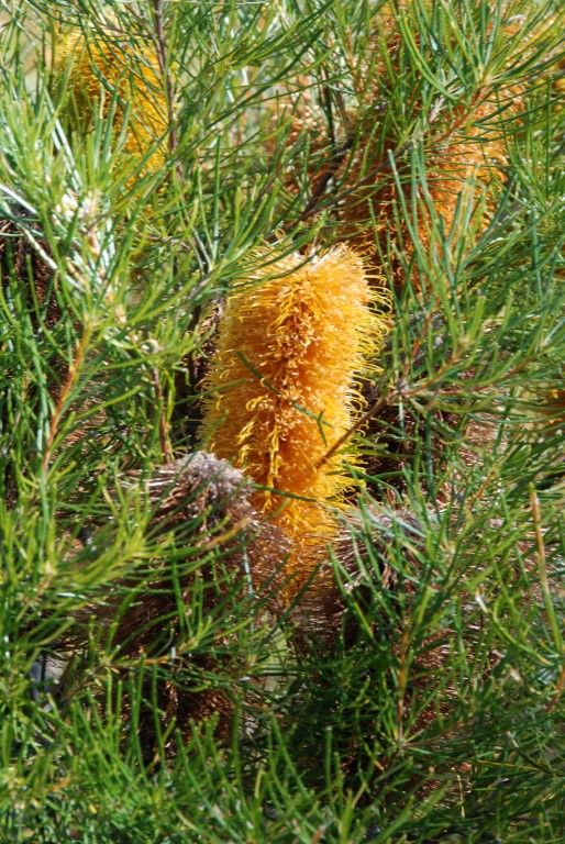 Plant of the month is Banksia spinulosa (Golden Candlesticks), a shrub to 3 metres or so growing mainly in dry eucalypt fores