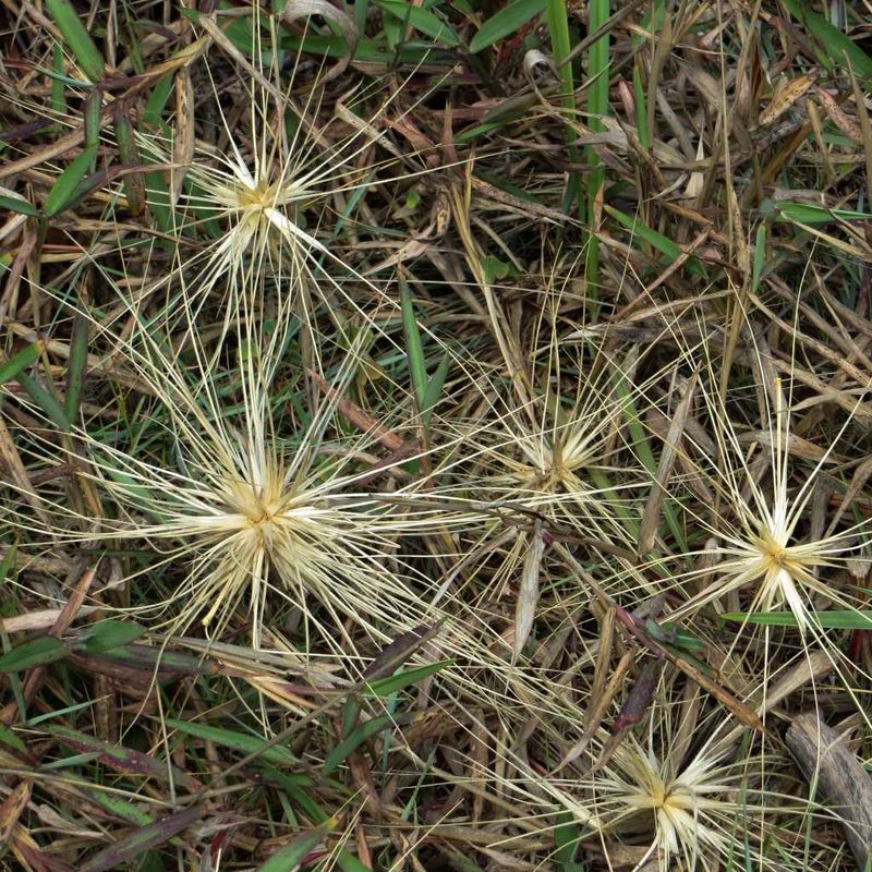City Farm - Beach Spinifex (Spinifex sericeus)