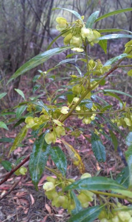 Plant of the month: Dodonea viscosa (Sticky hop bush) is found in montane, but also in eucalypt forests and on the coast. It