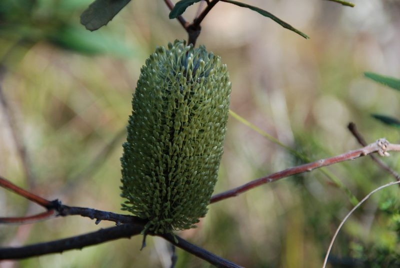 Plant of the month: Banksia oblongifolia (Dwarf banksia) is a multi-stemmed shrub, usually grows to 1 metre, is hardy and has
