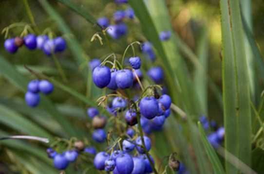 City Farm - Dianella caerulea (Common flax lily)