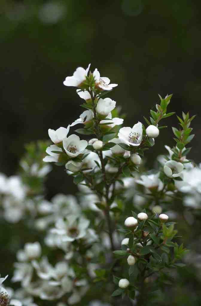 City Farm Plant of the Month “Leptospermum speciosum”, commonly known as “Showy Tea Tree”