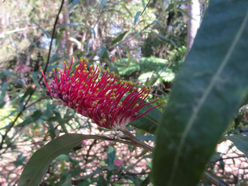 Plant of the month is the cultivar, Grevillea 'Coastal Glow', a shrub to three metres with crimson toothbrush flowers that ar