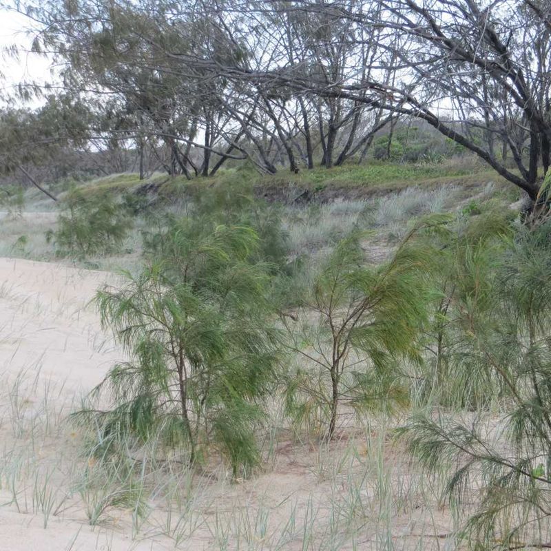 Plant of the month is Acacia hubbardiana