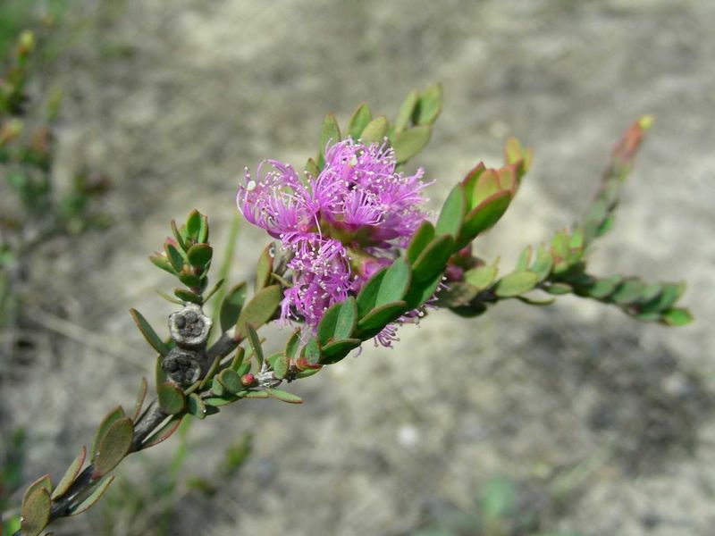 Our plant of the month is Melaleuca thymifolia (Thyme-leaved honey myrtle), an adaptable shrub to around a metre with mauve f