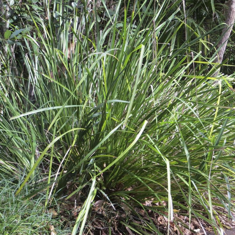 City Farm - Lomandra Hystrix