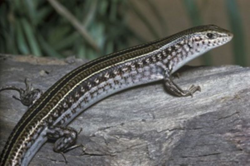 City Farm - Photograph: Queensland Museum