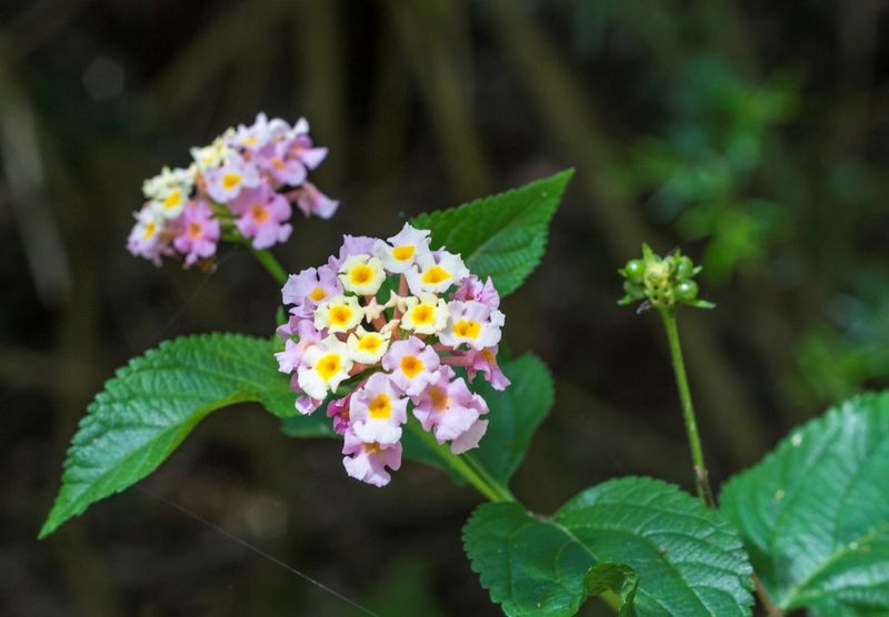 Lantana Camara - weed