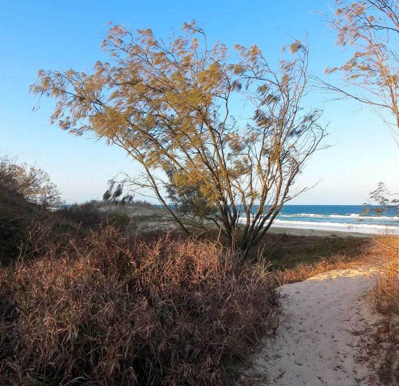 Casuarina equisetifolia is an attractive tree with a pendulous habit and looks most attractive after rain, when the drops han