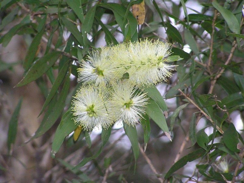 Melaleuca salicina - photo by planetnet.rbgsyd.nsw.gov.au