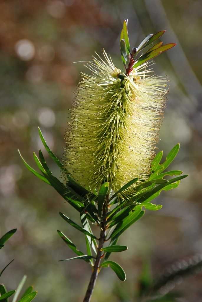 Plant of the month is Melaleuca pachyphylla (Wallum bottlebrush) - previously known as Callistemon pachyphyllus - a shrub to
