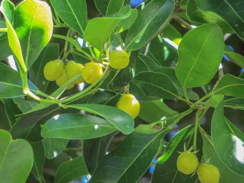 Our plant of the month, the Tuckeroo (Cupaniopsis anacardioides) is a great substitute for the umbrella tree. It is a small t