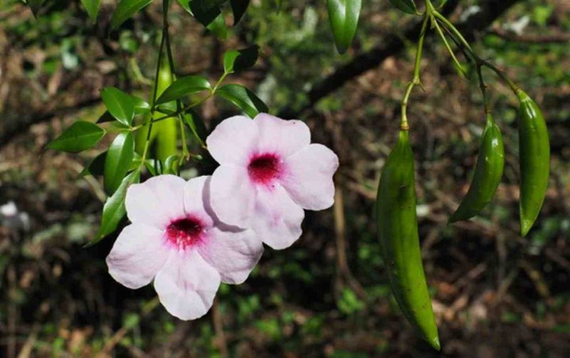 City Farm’s plant of the month is the Pandorea jasminoides rosea