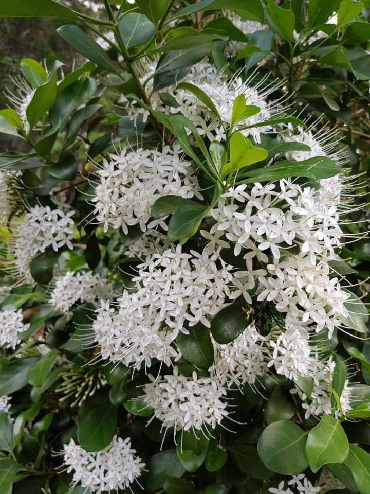 The ‘Butterfly Bush’ is found in dry rainforest - photo by Caroline Taylor