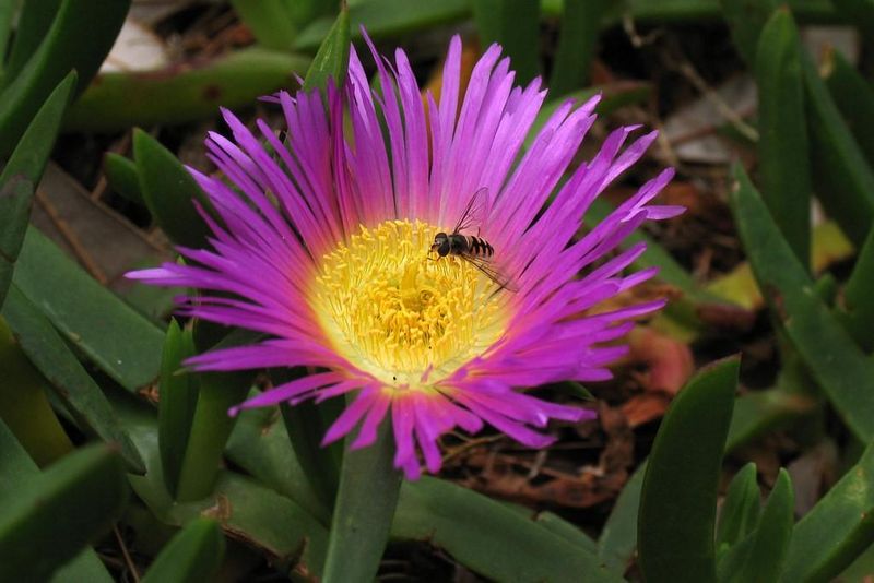 Carpobrotus glaucescens (Pig Face) produces a fleshy edible fruit after flowering
