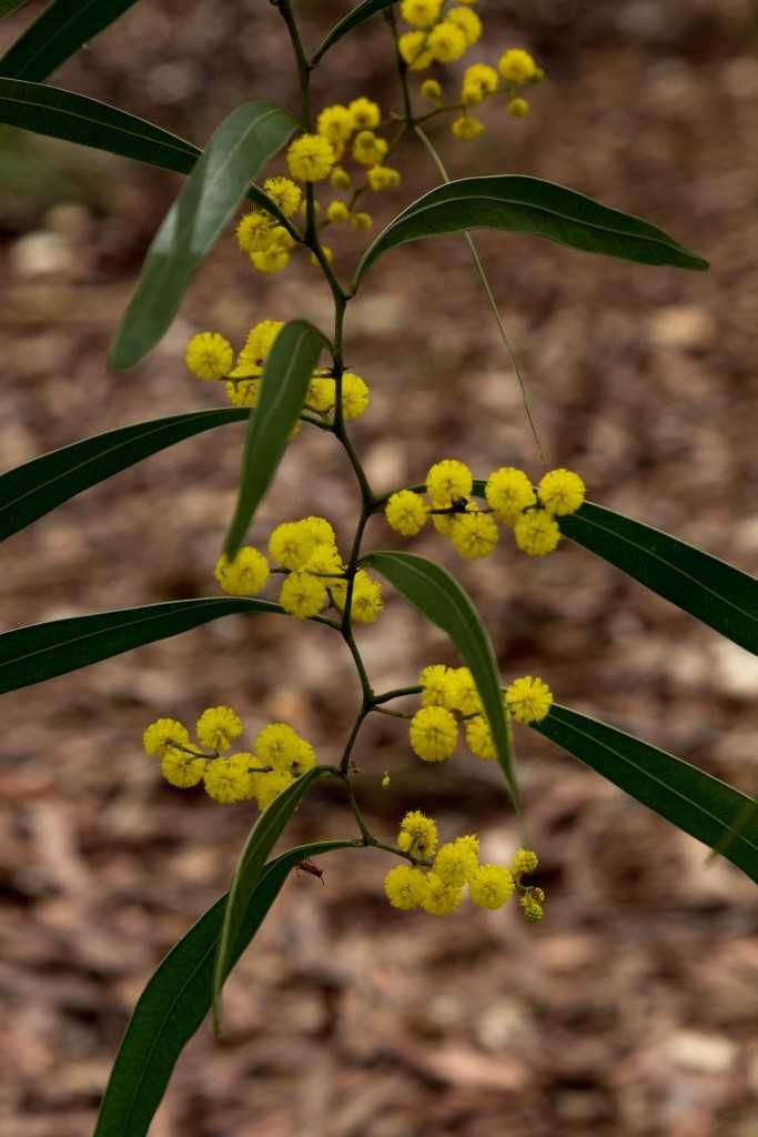 City Farm - Zigzag wattle is in full bloom