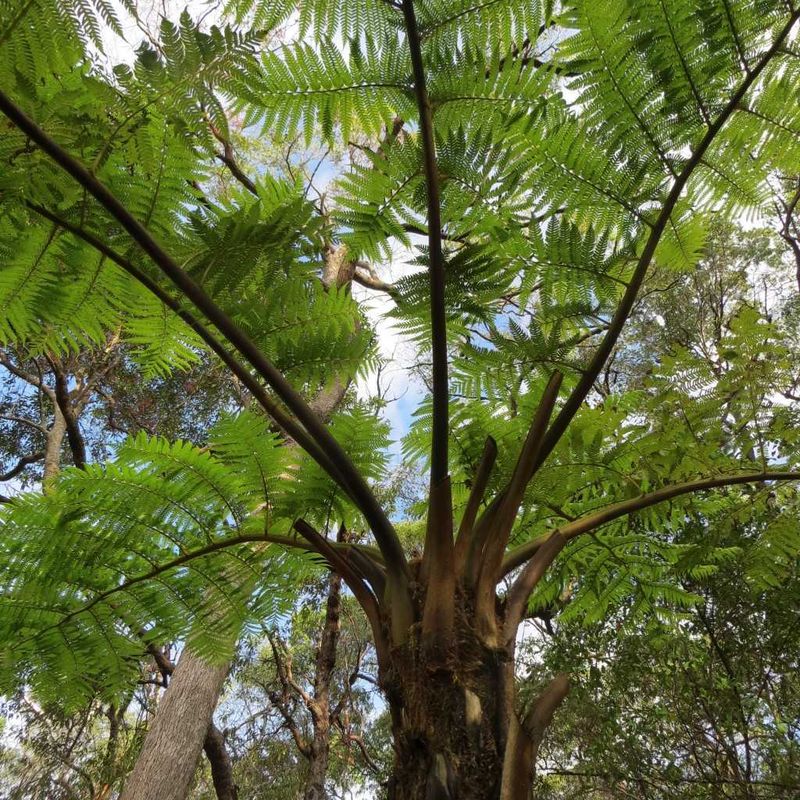 Tree ferns are the topic of the month for City Farm
