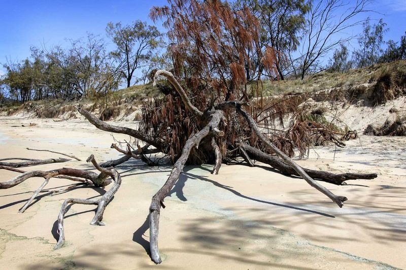 Tread lightly on our dunes, so we don’t damage the plants that hold our dunes together