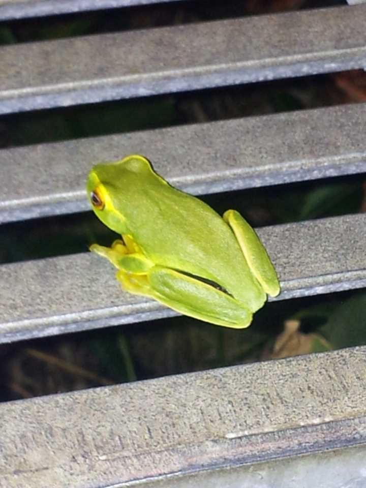 BioBlitzers will document plants, animals, invertebrate and fungi