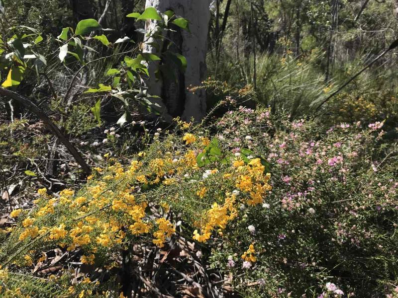 COASTCARE A profusion of wildflowers off Rainbow Beach Road