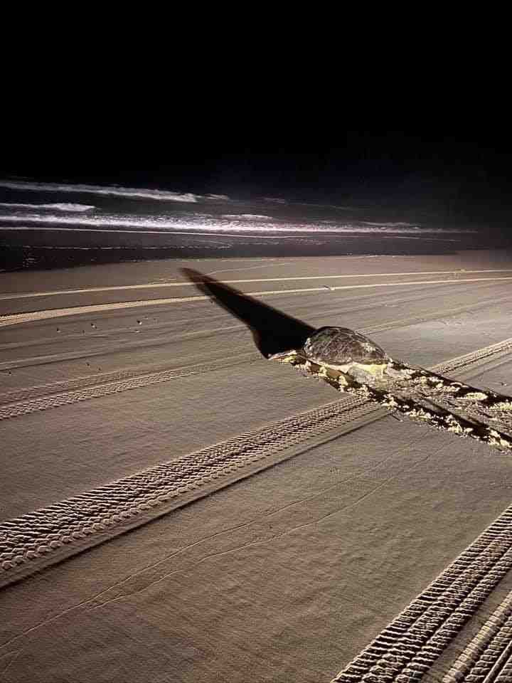 Bruce Rochester sent in this photo: “We had the unexpected privilege of watching a mumma turtle heading back to the surf, on