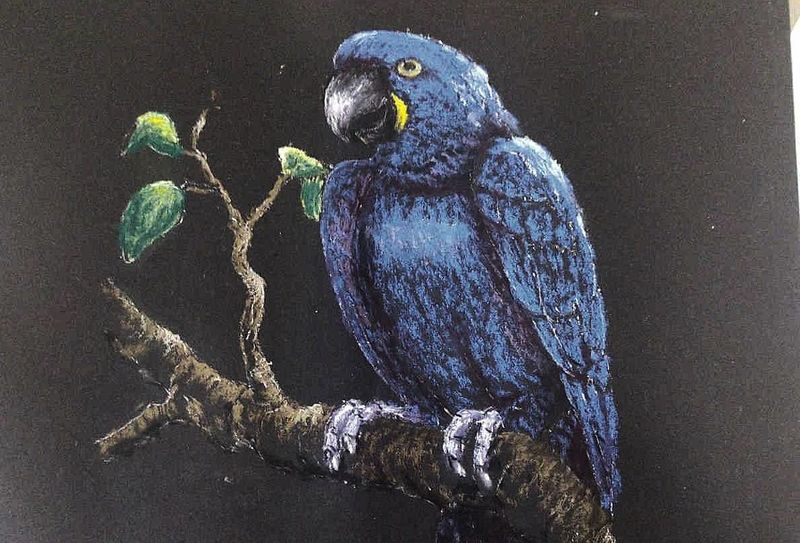 Macaw - pastel by K. Southern