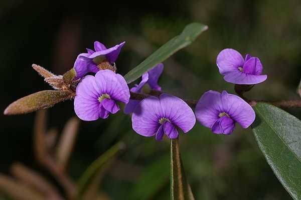City Farm Plant of the Month - Hovea acutifolia