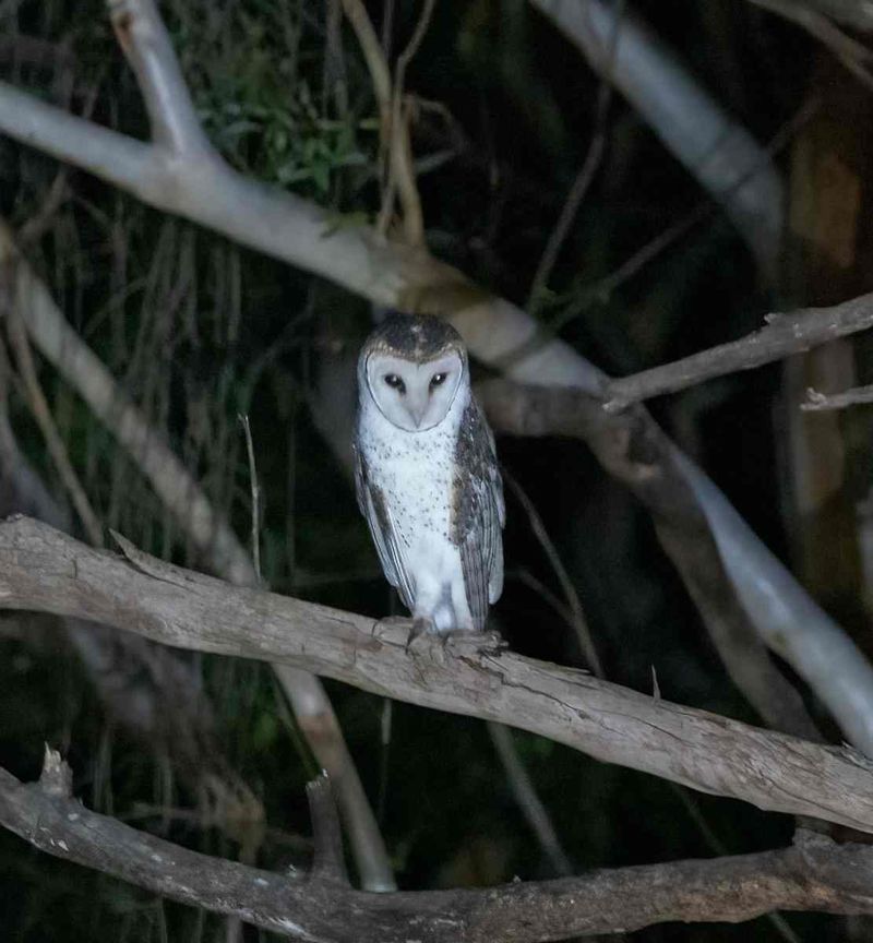 This masked owl was recently photographed by Kathy Walter on Freshwater Road