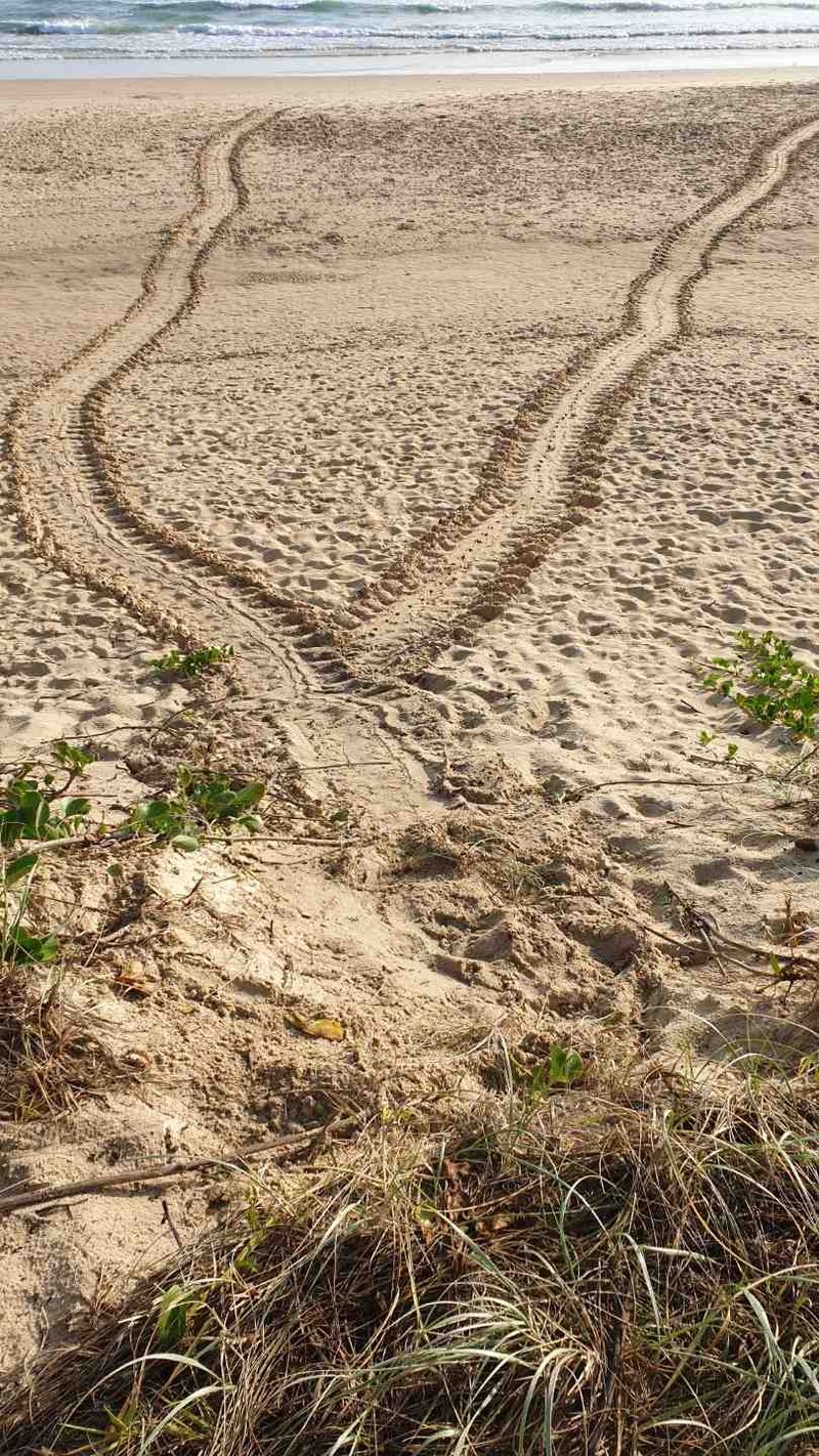 Keep a lookout for the distinctive turtle tracks on the beach and report them to Cooloola Coastcare