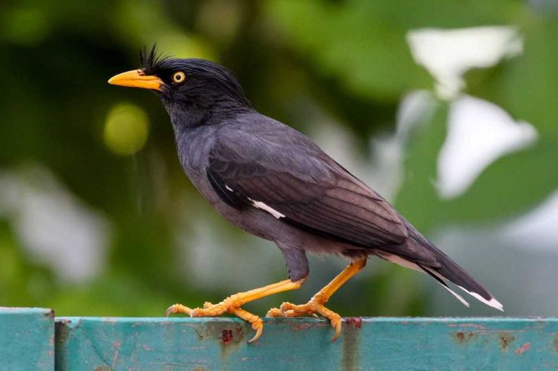 Council corner Indian myna bird