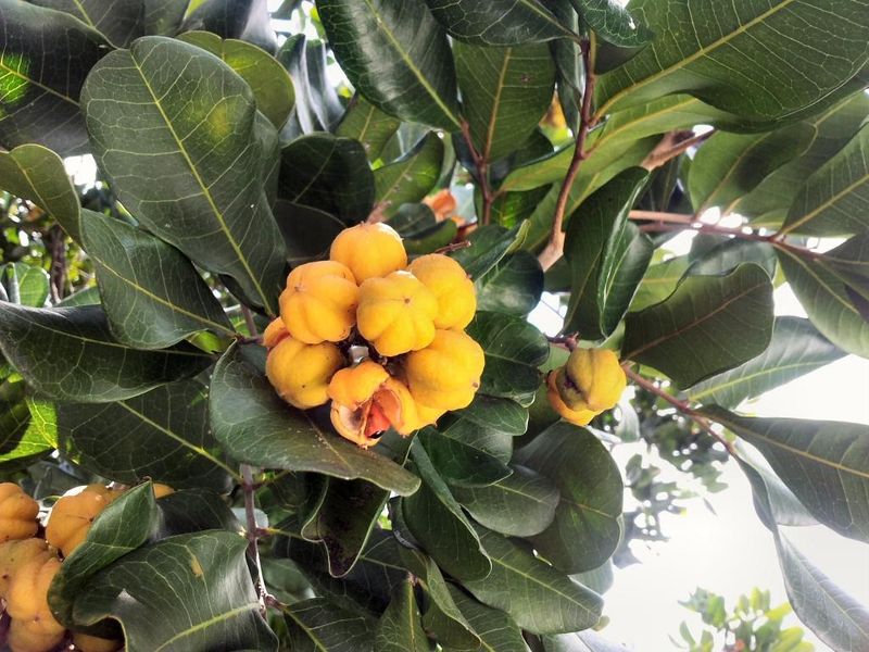 Cupaniopsis anacardioides commonly called Tuckeroo