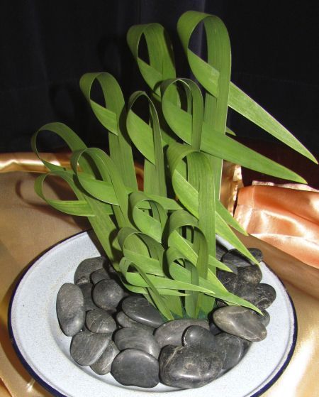 Horties hit 70 and celebrate with great prizes! Gympie Garden Expo post image