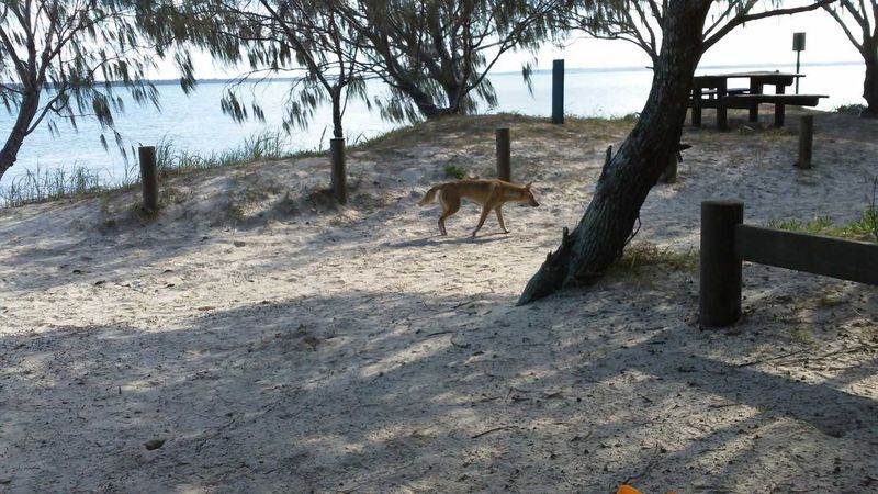 Image Cooloola Coastcare