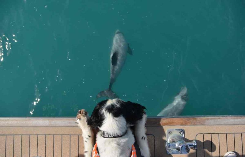 Buster the miniature schnauzer on duty spotting dolphins
