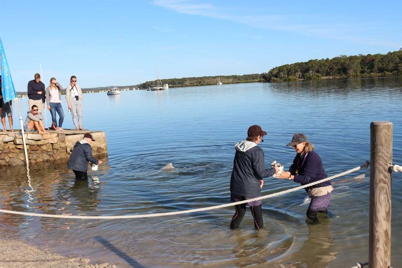 Norma Sandison and other volunteers finishing the dolphins’ morning feed