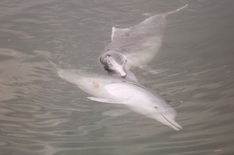 Dolphins aren't always on time! post image