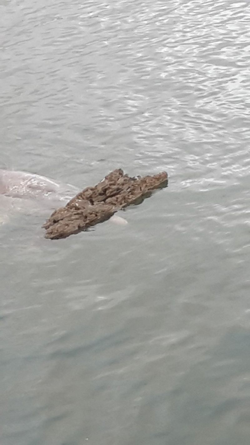 Mystique showing off by bringing in old bottles and plastic dumped left in the water