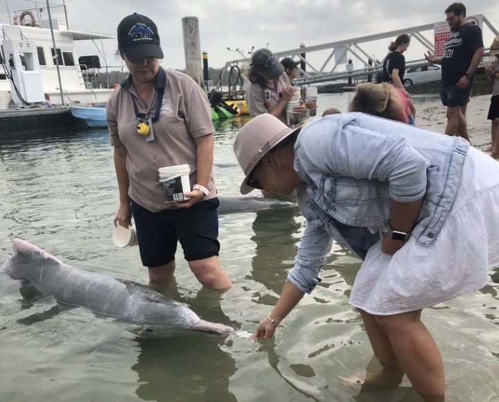 Sunshine Coast visitor Lauren Brown feeding the dolphins on her 40th birthday.