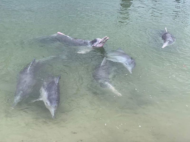 Dolphin feeding at Tin Can Bay March 2020